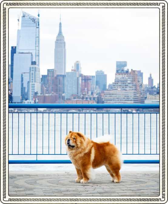 MBISS Silver GCH FlamingStar Some Like It Hot February 2016