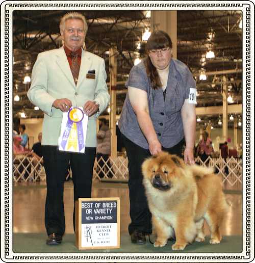 AKC Champion FlamingStar Light My Fire Chow Chow Bitch