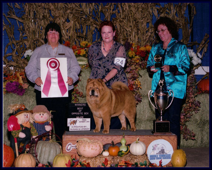 Gracie

 BOS/WB at MTCCF Show