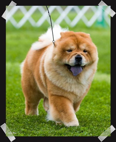 Marilyn in 
      
 
 
 
 
 
 
 
 
 
 
 
 
 
 
 
 
 
 the ring at Terre Haute, IN.